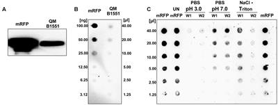 The Exosporium of Bacillus megaterium QM B1551 Is Permeable to the Red Fluorescence Protein of the Coral Discosoma sp.